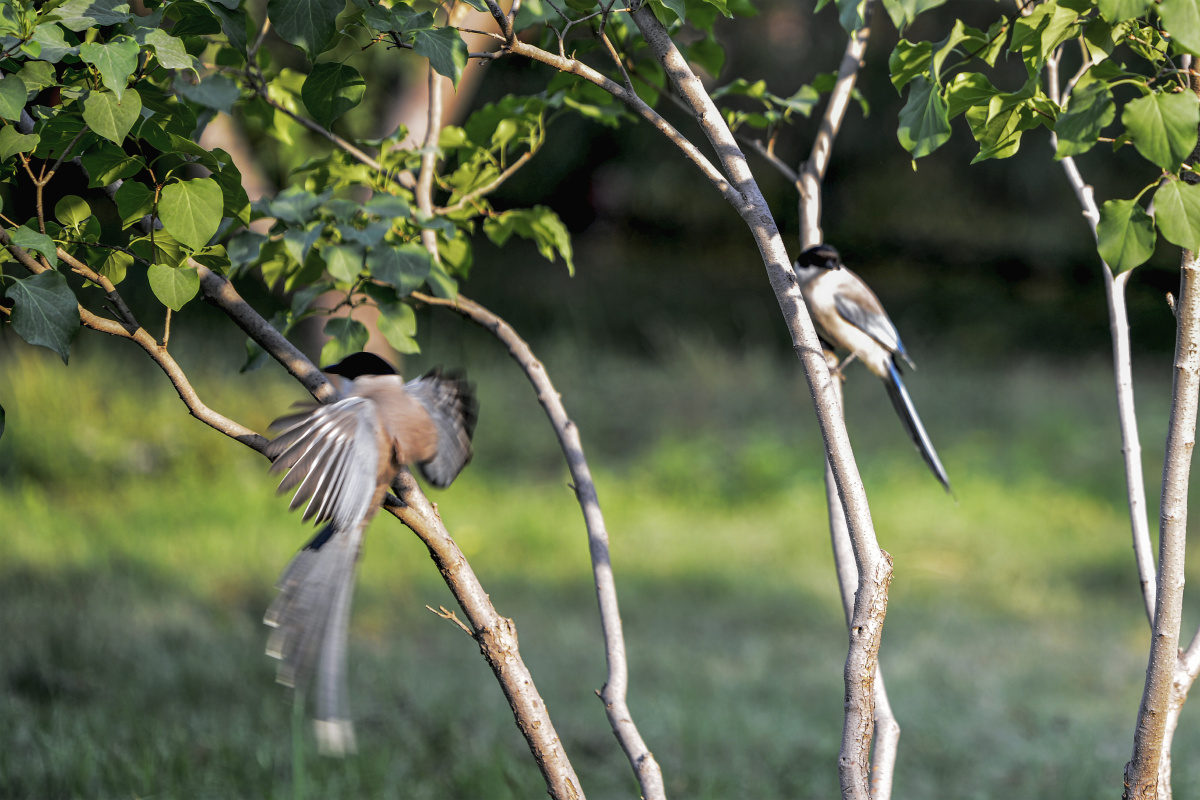 北京天坛公园巧遇灰喜鹊集结