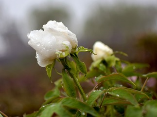 365113