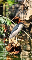 DSC_6474.jpg