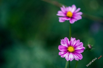 _DSC7596.jpg