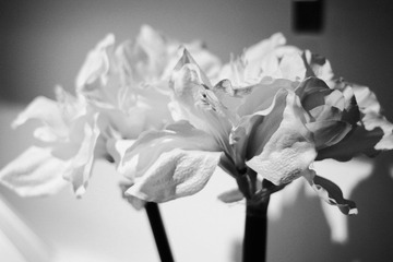 _MG_2715.JPG