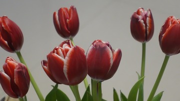 19FE643C-525C-4CE0-99DB-047C8102157D/L0/001