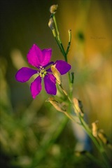 EF100mm f2.8 Macro USM