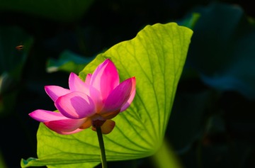 DSC_3439.jpg