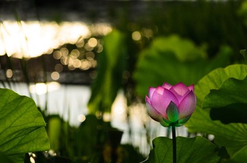 DSC_3484.jpg