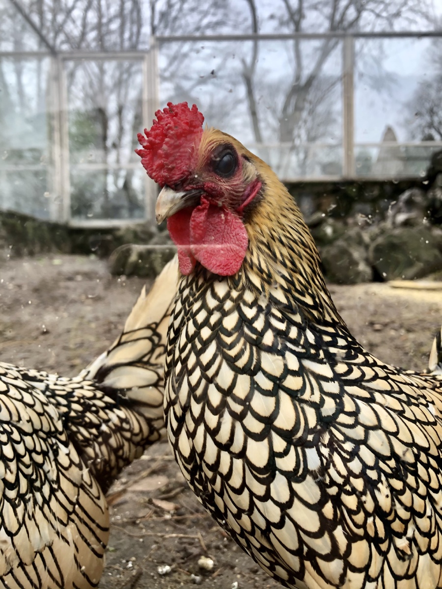 欧洲的鸡 - 柳云之云 - 图虫