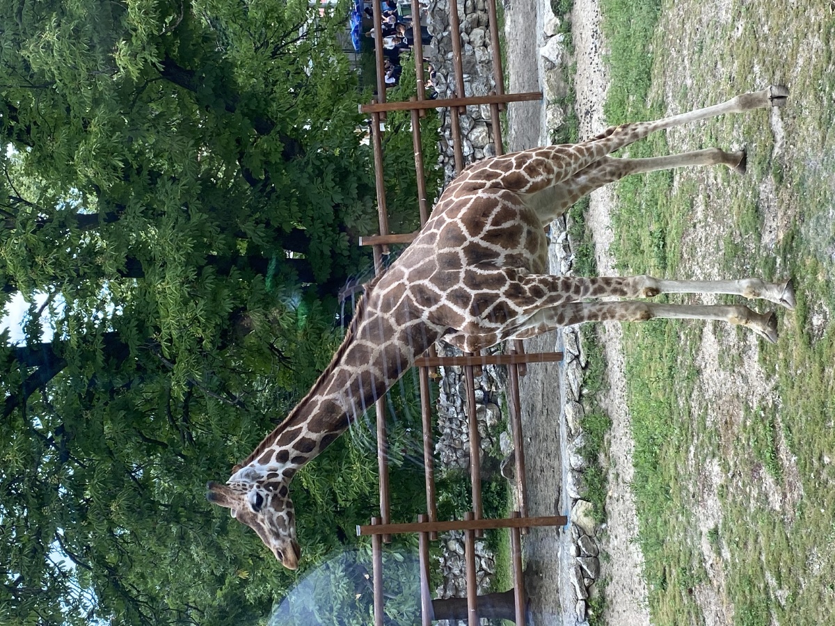贝尔格莱德动物园里的动物们