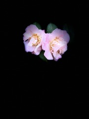 A55688CF-B02C-4B7F-8509-C75EF801B894/L0/001