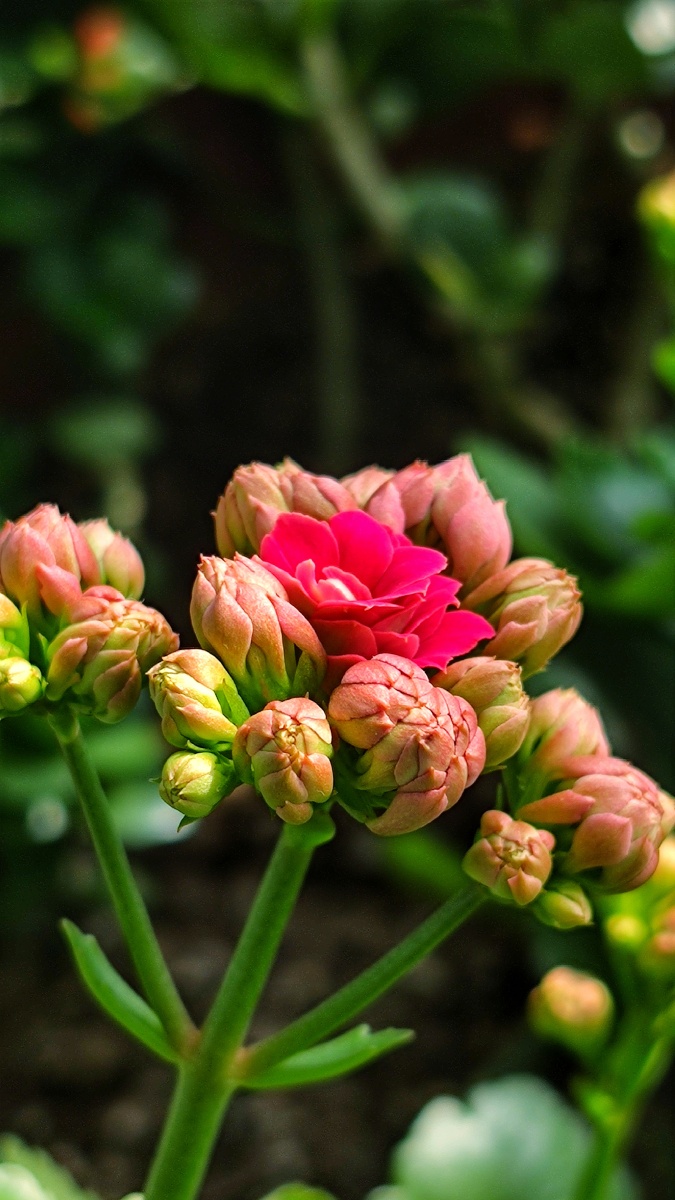 一簇花团红粉意难得长寿寓满心长寿花