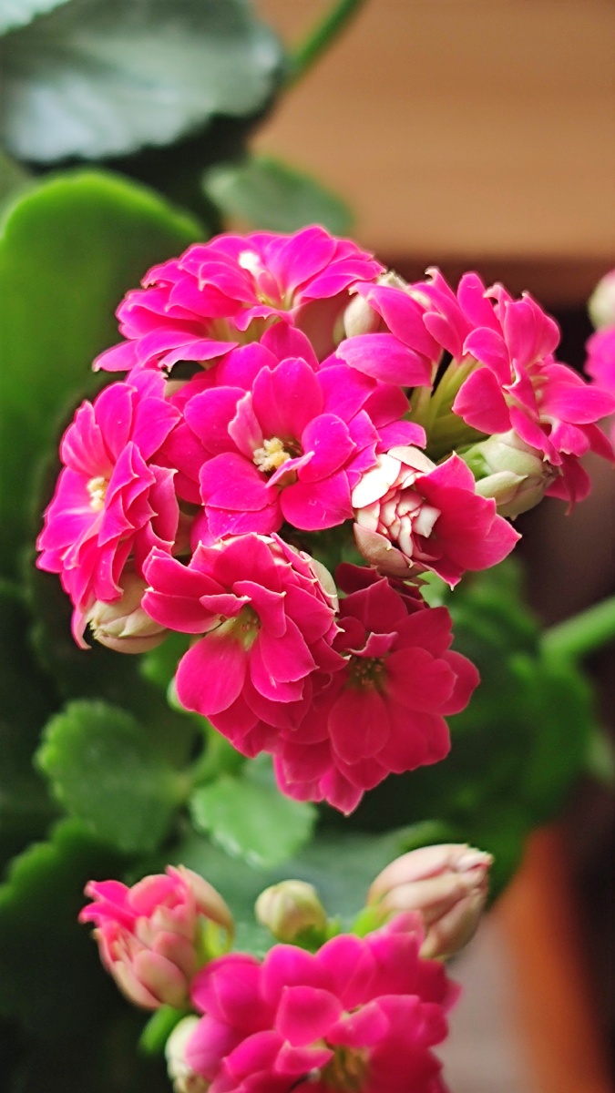 一簇花团红粉意难得长寿寓满心长寿花