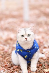 117299