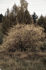 IMG137201.jpg