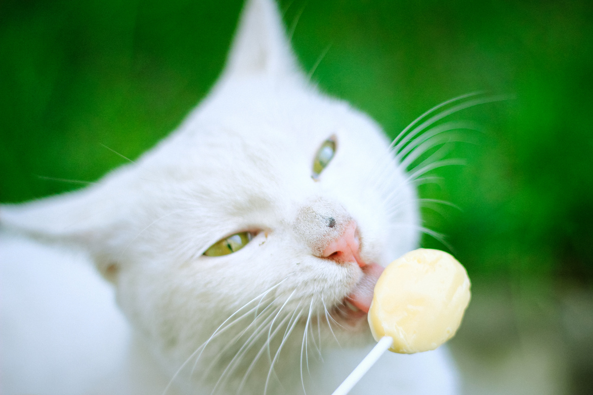 最喜欢吃牛奶味的棒棒糖了喵▽