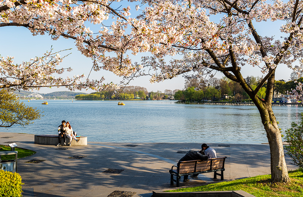 樱花季摄于南京玄武湖