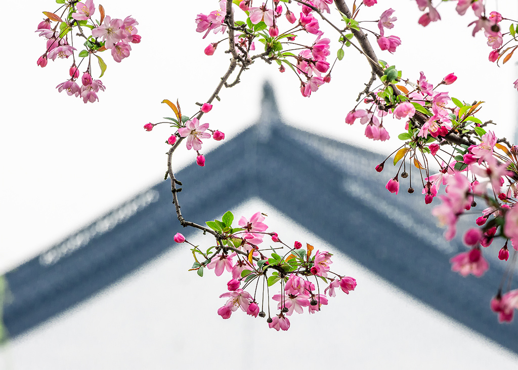 莫愁海棠花摄于南京莫愁湖