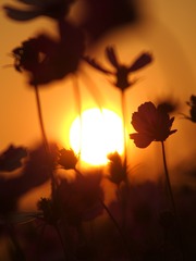 4A130BFA-9B21-4F01-812C-C76676625002/L0/001
