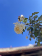A2E3F4FE-830B-47E1-BCCE-5AF35D142544/L0/001