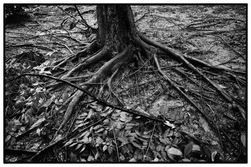 L1000109 BW m.jpg