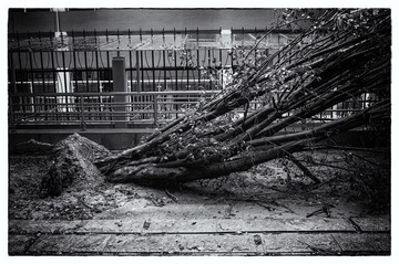 L1000307 BW 1.jpg