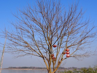 P1010132
