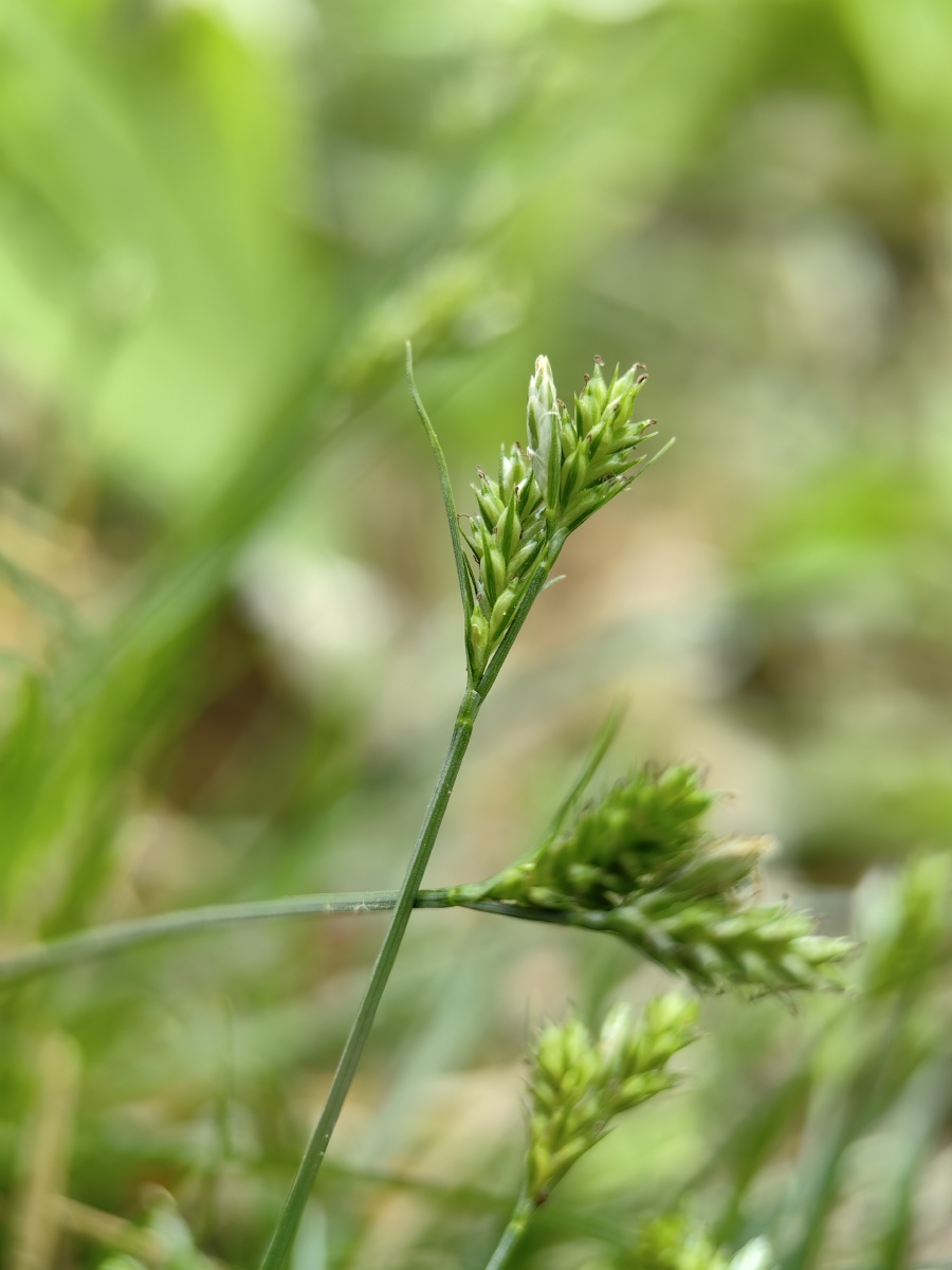 释放春的气息青绿薹草