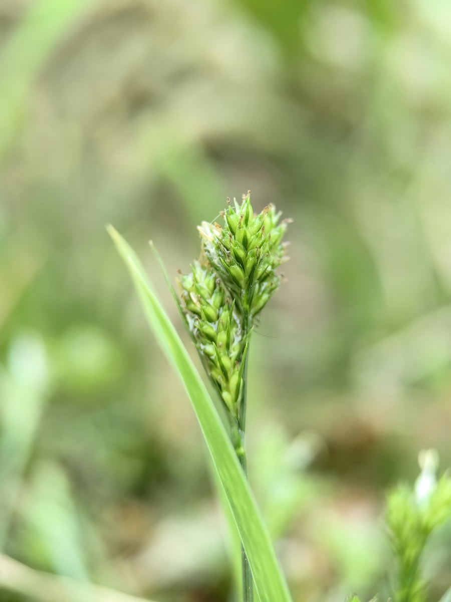 释放春的气息青绿薹草