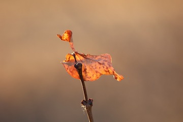 40303