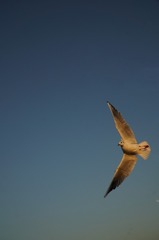 2CB0A330-2D4B-4A8D-ADCB-4A476B2E0CA3/L0/001