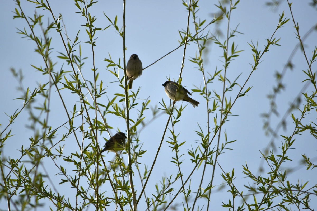 几只麻雀鸣翠柳