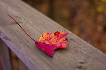 DSC03209.jpg