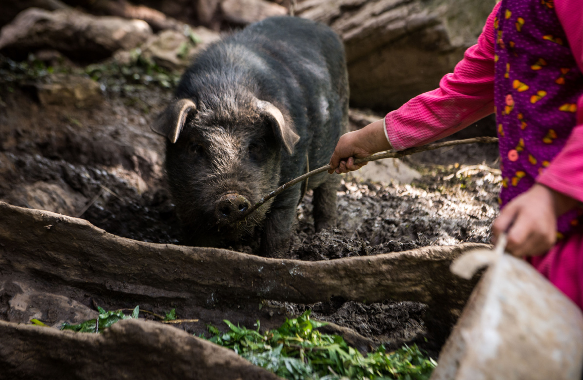 回家后,田婷在厨房剁好猪草去喂猪.