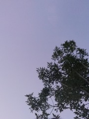 2768662