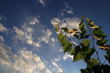 IMG_1061.JPG
