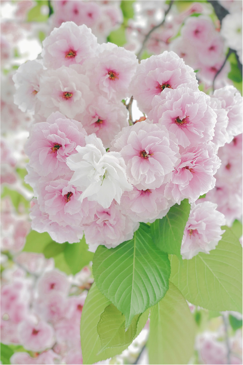 粉樱含蕊自低昂