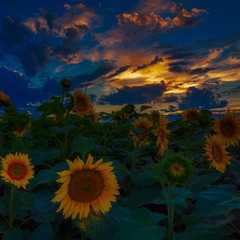 sunflower