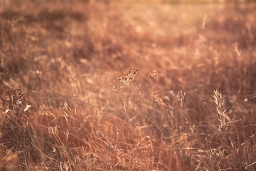 IMG_8963.JPG