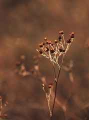 IMG_8967.JPG