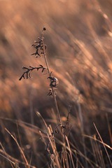 IMG_8974.JPG
