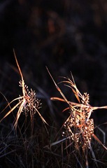IMG_8979.JPG