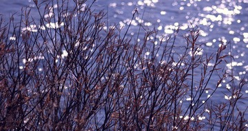IMG_8525.JPG