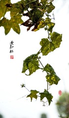 _DSC0163 副本-1 副本1000.jpg