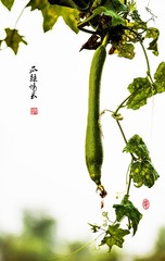 _DSC0169 副本-1 副本1000.jpg