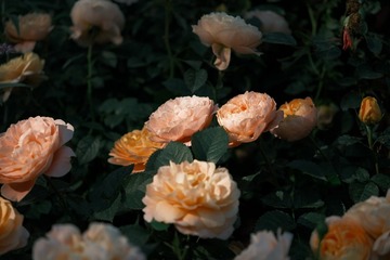 93B53550-C955-4910-B79D-0647F3F26DFD/L0/001