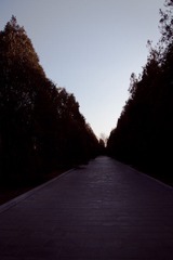长长的路啊有坚挺的松