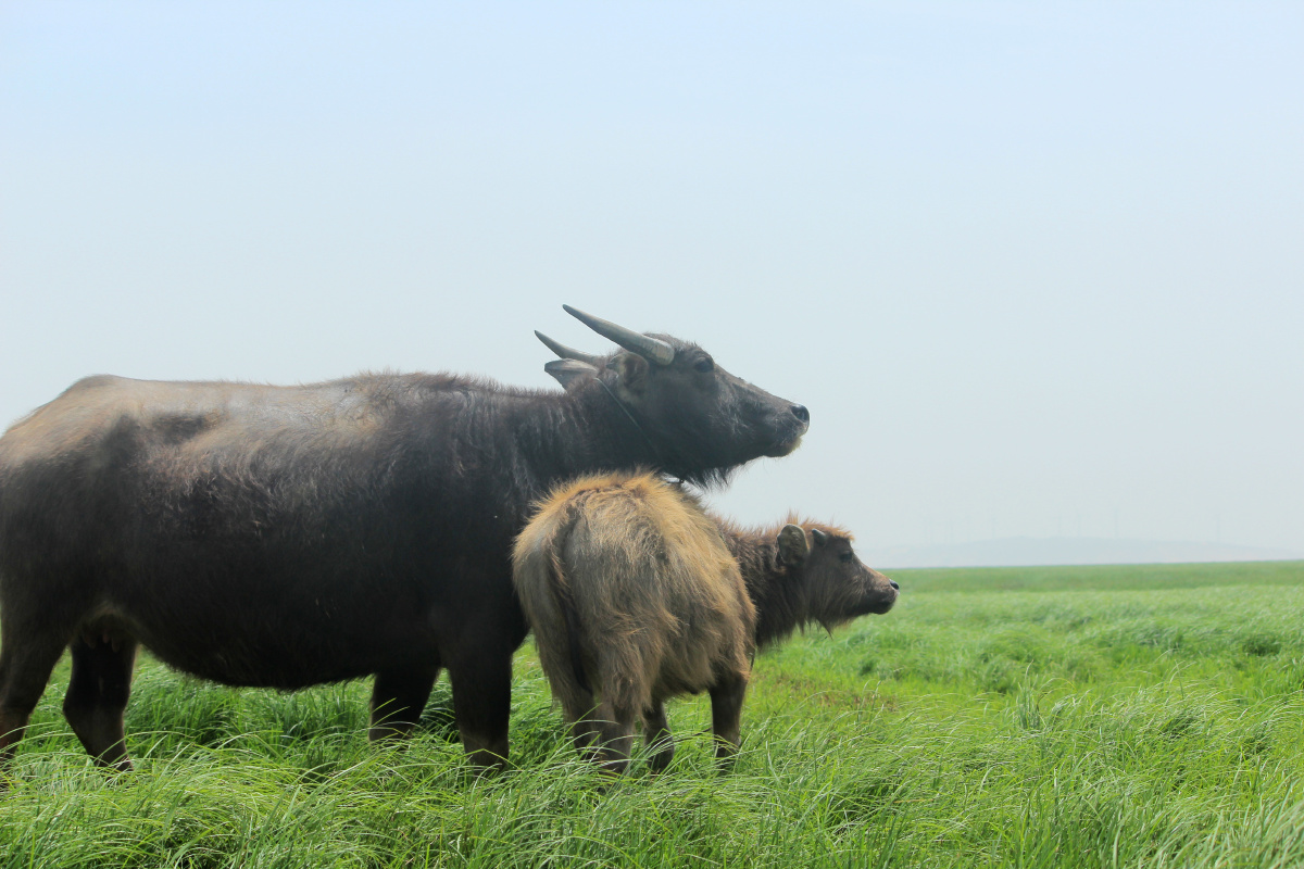 鄱阳湖上的牛 - 九石看世界 - 图虫