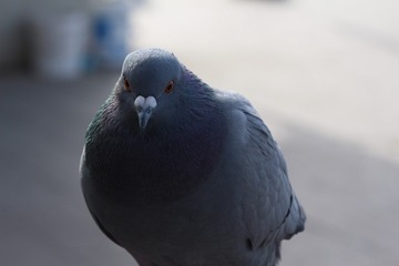 43406
