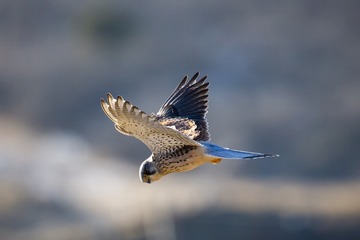 5351742