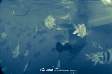 浮潜观鱼