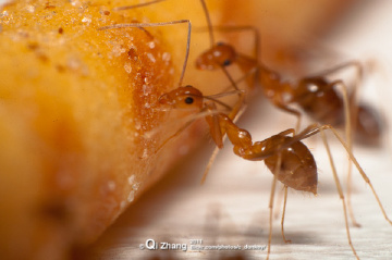 蚂蚁