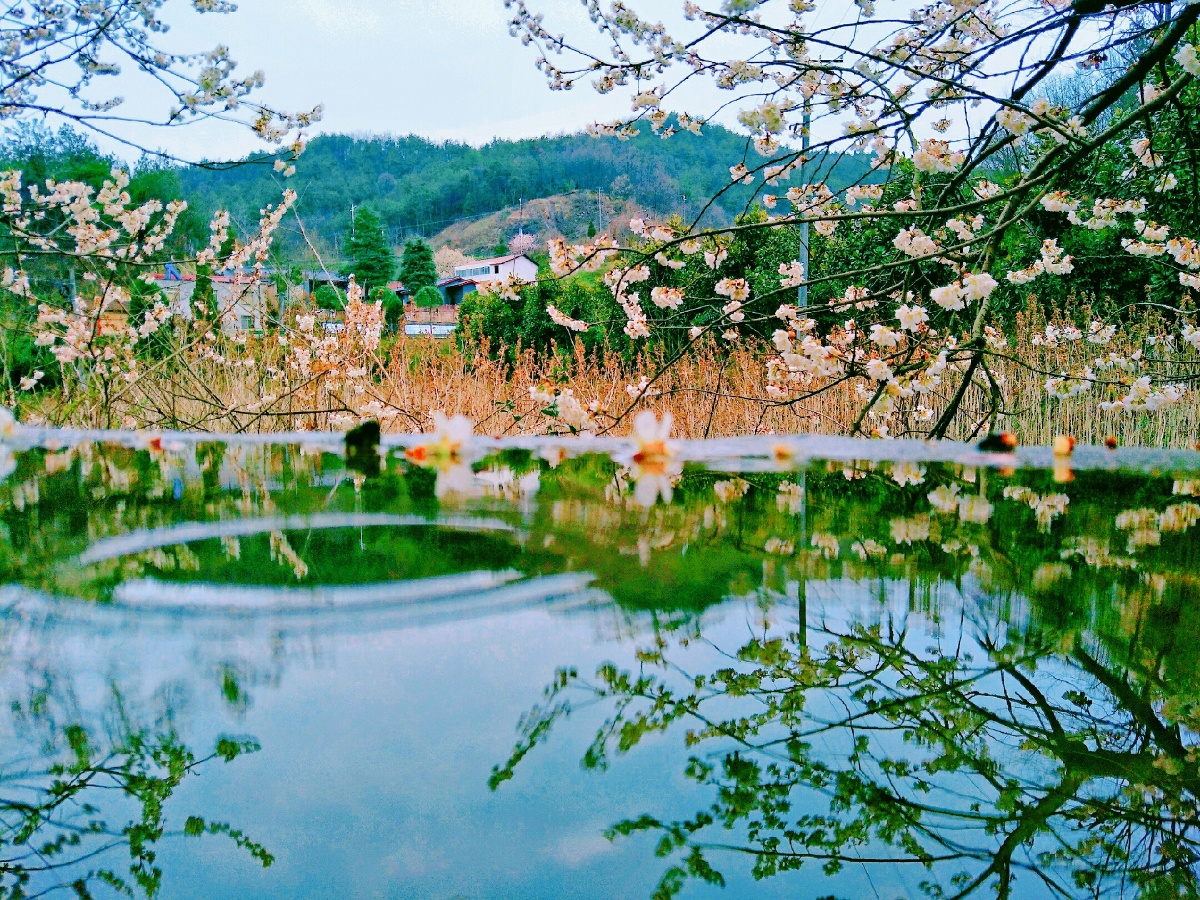 江碧鸟逾白山青花欲燃